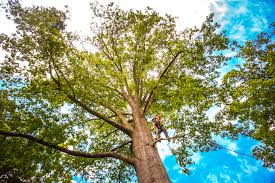 Reliable Spring Lake, NJ Tree Services Solutions