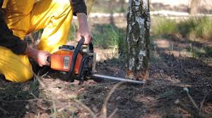Best Fruit Tree Pruning  in Spring Lake, NJ