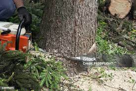 Best Root Management and Removal  in Spring Lake, NJ
