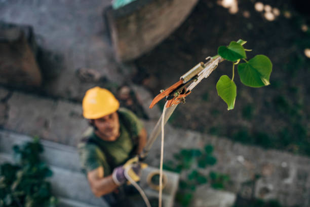Best Tree Trimming and Pruning  in Spring Lake, NJ