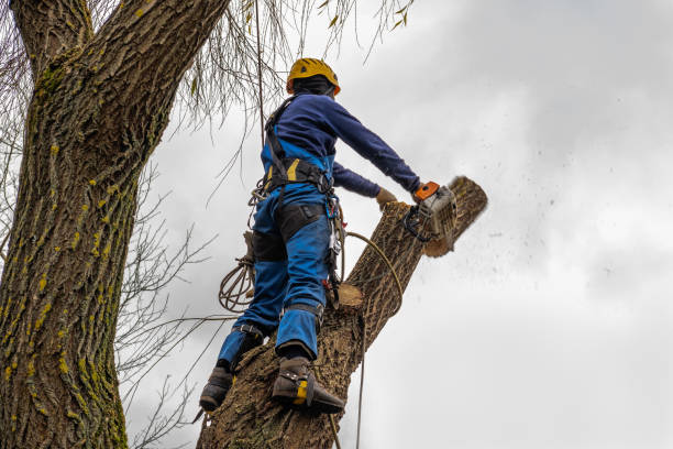 Best Firewood Processing and Delivery  in Spring Lake, NJ