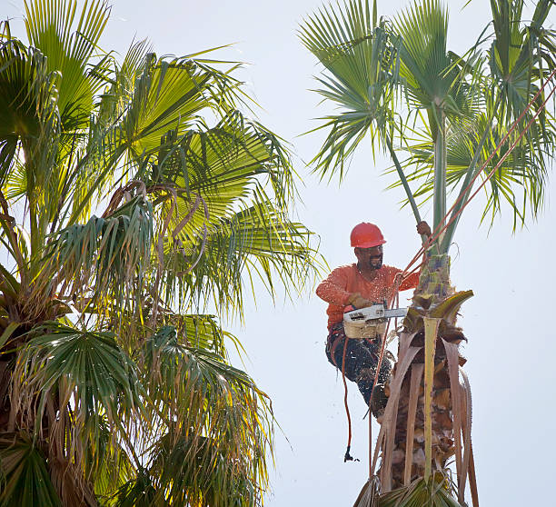 Best Palm Tree Trimming  in Spring Lake, NJ