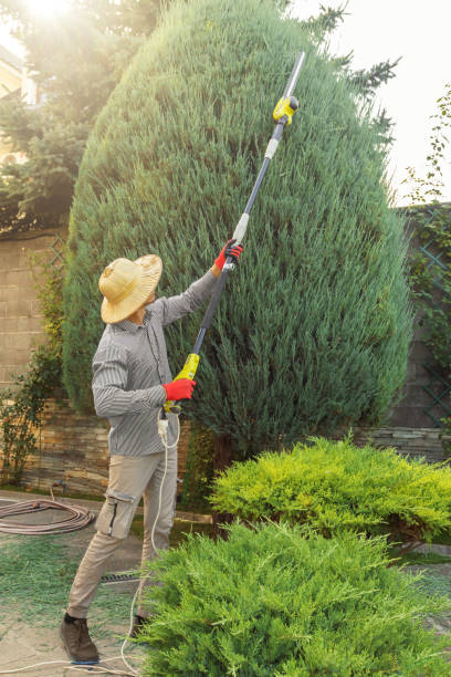 Best Tree Maintenance Programs  in Spring Lake, NJ
