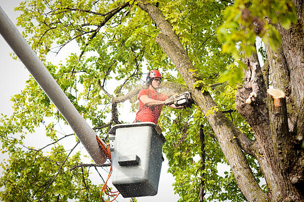 Tree and Shrub Care in Spring Lake, NJ